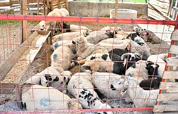 Malatya Yeşilyurt'ta Kurban Bayramı Öncesi Yoğun Mesaisi!