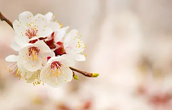 Malatyalı Çiftçilerin Dikkatine! O Tarih İçin Zirai Don Uyarısı Yapıldı!