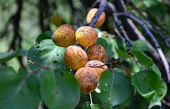 Malatyalı Kayısı Üreticisine Acil Çağrı: Sakın İhmal Etmeyin!