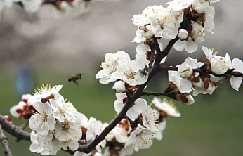 Meteoroloji'den 6 İlçe İçin Kritik Zirai Don Uyarısı!
