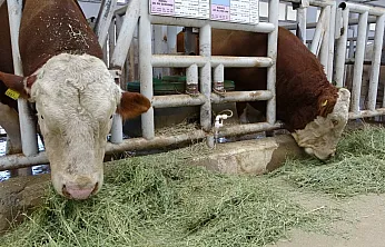Sultansuyu İşletmesi'nde Giriş-Çıkışlar Durduruldu!