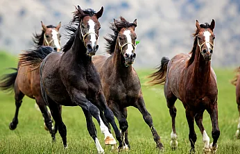 Sultansuyu Tayları Milyonluk Satışlarla Gündemde! Online İhalede Gelir 23 Milyon Lirayı Geçti
