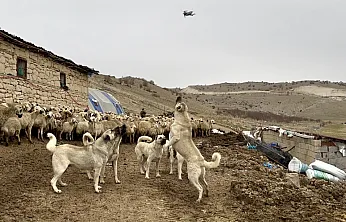 Teknolojiye Karşı Anadolu İnadı: Yazıhan'da Kangallar Drone'u Sürüye Yaklaştırmadı!