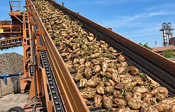 TÜRKŞEKER Rakamı Verdi! Şeker Pancarı Alımında Bu Yıl Ton Başına Ne Kadar Ödenecek?
