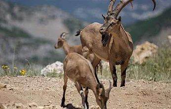 Vali Yavuz'dan Malatya'daki Yaban Keçileri İçin Duyarlılık Çağrısı