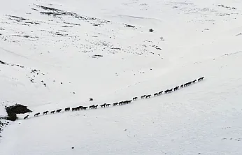 Yama Dağı'nda Zorlu Kış: Yılkı Atları Karla Mücadele Ediyor