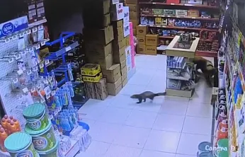 Yeşilyurt'ta Gülümseten Kovalamaca: Davetsiz Misafir Sansar Marketi Birbirine Kattı!