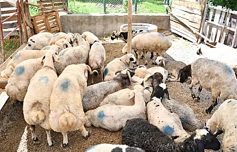 Yeşilyurt'ta Kurban Bayramı Öncesi Hazırlıklar Yoğunlaştı!
