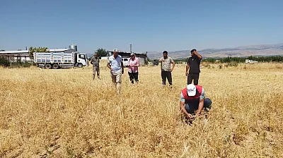 Devlet Desteği Sonuç Verdi! Malatya'da 500 Tonluk Rekolte Bekleniyor