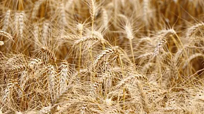 İklim Değişikliği Buğdayda Su İhtiyacını Artırıyor