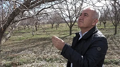 Kayısı Üreticisine Kötü Haber: Rekolte Beklentisi Düştü!