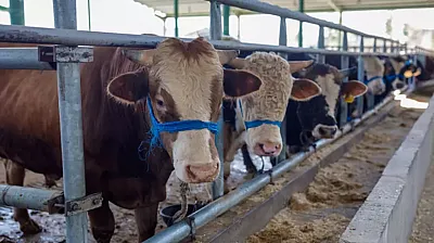 Kurbanlıkta Trakya Yasağı Başladı! Kurallara Uymayana 839 Bin TL Ceza Kapıda