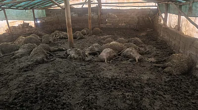 Malatya Arguvan'da Kurt Dehşeti! Bir Gecede 40 Koyun Telef Oldu