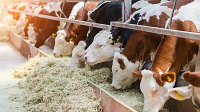 Malatya'da Dana, Düve ve Kesim Ücretleri Açıklandı!