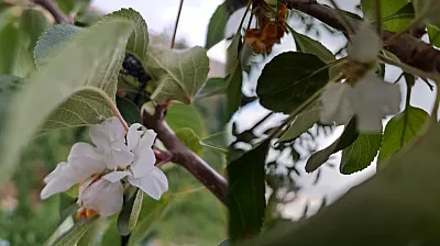 Malatya'da Elma Ağaçları Baharı Beklemedi! Ağustos Ayında Çiçek Açtılar
