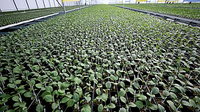 Malatya'da Fide Dağıtımı İçin Başvuru Tarihleri Netleşti!