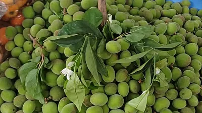 Malatya'da Kayısı Alarmı! Çağla Fiyatları Cep Yakıyor