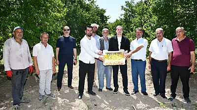 Malatya'da Kayısı Hasadı Sahaya Taşındı! Üreticiler Fiyat Ve Destek Beklentisini Dile Getirdi