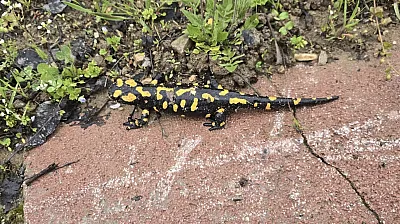 Malatya'da Nadir Görülüyor! Gündüzbey'de Ortaya Çıkan O Canlı Heyecan Yarattı!
