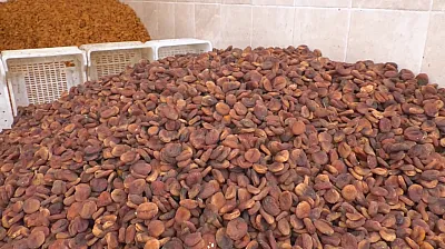Malatya'da Sezonun İlk Fiyatları Üreticiyi Ve Tüccarı Nasıl Etkiledi?