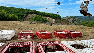 Malatya'da Üretilen Keklikler Kene Mücadelesi İçin Doğaya Salınacak