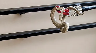 Malatya'da Yılanlar Apartman Boşluklarına Kadar Girdi