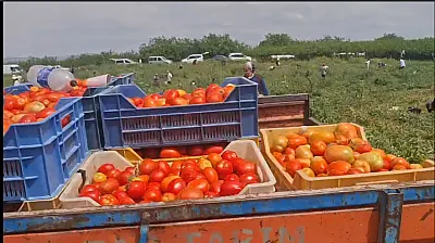 Malatya'da Zarar Eden Çiftçinin Tonlarca Ürünü Tarlada Ücretsiz Dağıtılıyor