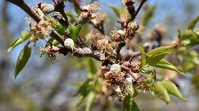 Malatya İçin Kritik Uyarı! 12 Nisan'a Kadar Zirai Don Tehlikesi Kapıda!