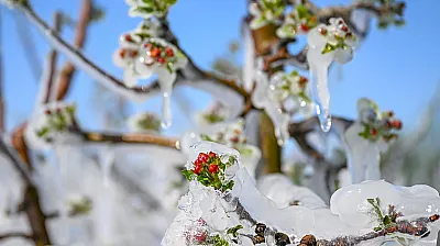 Malatya Kayısısına Meclis Kalkanı! Zirai Don Artık Kader Olmayacak