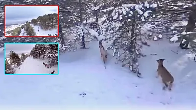 Malatya'nın Zirvelerinde Dağ Keçileri Görsel Şölen Sundu