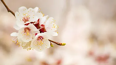 Malatyalı Çiftçilerin Dikkatine! O Tarih İçin Zirai Don Uyarısı Yapıldı!