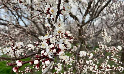 Çiçekler Açtı, Gözler Bahçelere Çevrildi: Kayısıda Rekolteyi Bu Detay Belirleyecek!