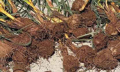 Dağ Taş Dolaşıyorlar! Darende'de Çiğdem Mesaisi Başladı