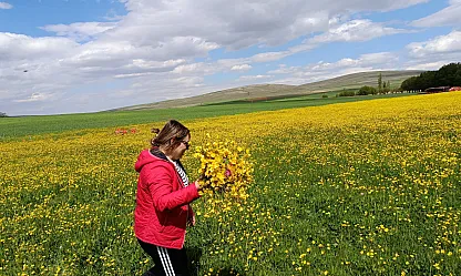 Malatya'da Sarı Çiçek Şöleni! Palanga Mahallesi Altın Sarısına Büründü