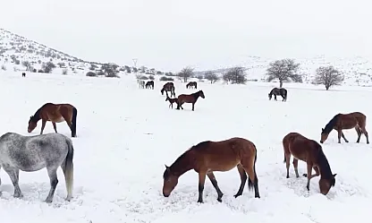 Malatya'da Yılkı Atlarına Kar Mesaisi!