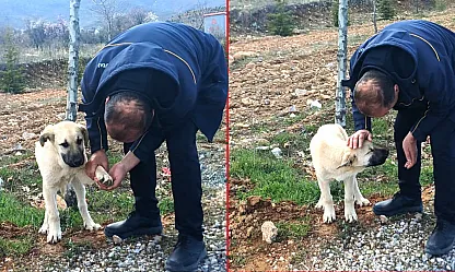 Malatya'da Yürek Isıtan Anlar: Köpeğin Ayağındaki Taşı Şoför Çıkardı