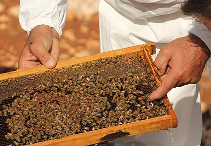 Balda Sahteciliğe Son! Bakanlık Düğmeye Bastı