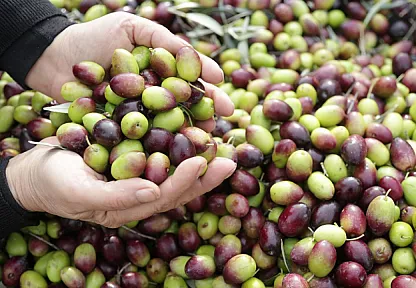Küresel Zeytinyağı Pazarına Türkiye Damgası! Üretim Rekoru ve İhracat Hamlesi Dünyanın Gündeminde