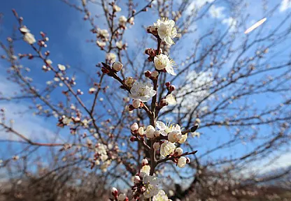 Malatya Kayısısını Dona Karşı Devlet Koruyacak