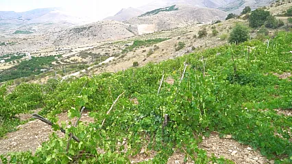 Banazı Karası İçin Hasat Bekleniyor! Malatya'nın Yöresel Üzümüne Yoğun Talep