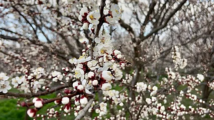 Çiçekler Açtı, Gözler Bahçelere Çevrildi: Kayısıda Rekolteyi Bu Detay Belirleyecek!