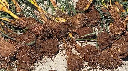 Dağ Taş Dolaşıyorlar! Darende'de Çiğdem Mesaisi Başladı