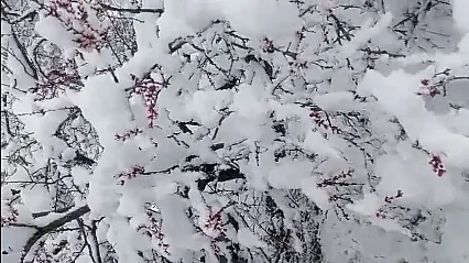 Darende'de 20 Santim Kar! Kayısı Dalında Donma Tehlikesiyle Burun Buruna