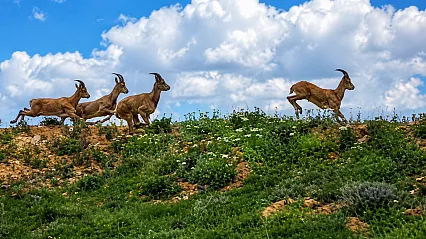 Darende'de Yerleşim Yerlerine Yakın Kurt ve Yaban Keçisi Sürüsü Görüldü