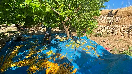Darende'nin Yüksek Kesimlerinde Kayısı Hasadı Başladı