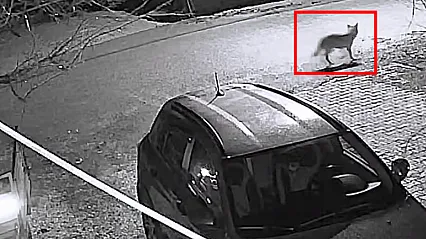 Doğanşehir'de Beklenmedik Misafir: Aç Kalan Kurt Mahalleye İndi!