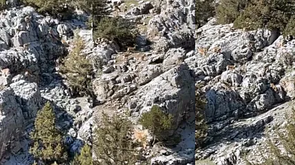 Doğanşehir'de Sarp Kayalıklarda Yaban Keçisi Sürüsü!