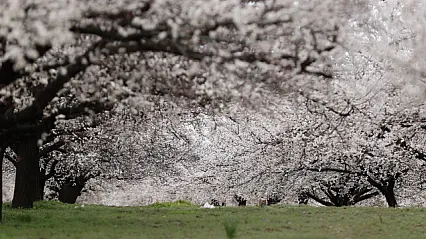 Dünya Kayısı Başkenti Malatya'da Görsel Şölen: Bahçeler Beyaza Büründü!