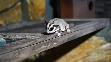 Evlerde Kaçak Bakılıyordu! 33 Şeker Planörü Antalya'da Koruma Altına Alındı