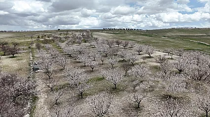 Hekimhan'da 1850 Rakımda Kayısı Çiçekleri Açtı, Bahçeler Renklendi